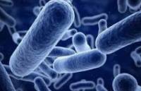 Microbiota, microbioma y alimentación