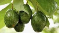 Desmitificando el aguacate
