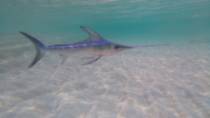 Pescado azul y mercurio