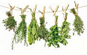 Plantas aromáticas