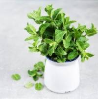 Plantas aromáticas